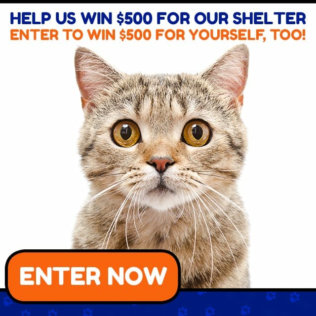 Animal Cat Shelter or Rescue Donation Giveaway - Cat Cuddles