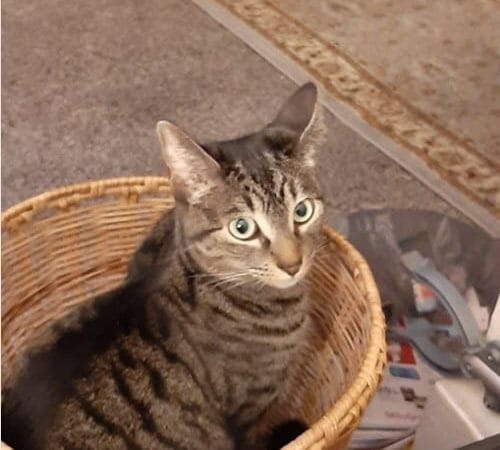 Biscuit Tabby Winner Cute Pet Photo June 2020 CatCuddles