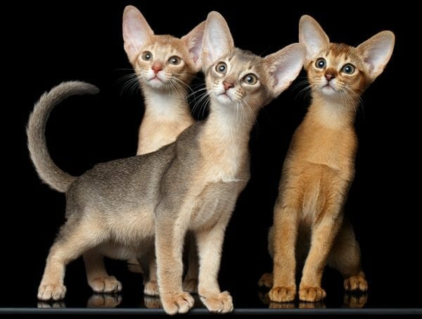 abyssinian cat colors - abyssinian