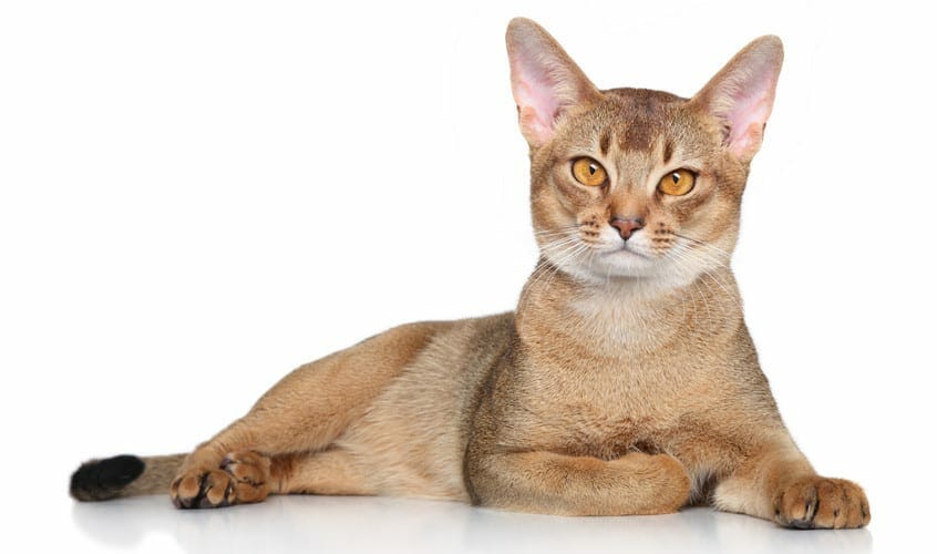 abyssinian cat - abyssinian cat breed