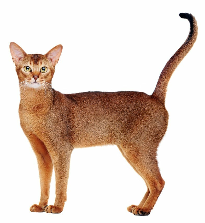 abyssinian cats - abyssinians