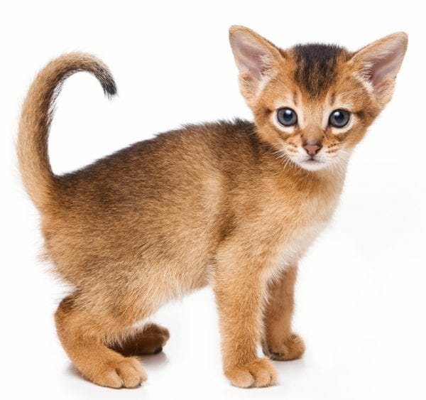 abyssinian kittens - abyssinian kitten