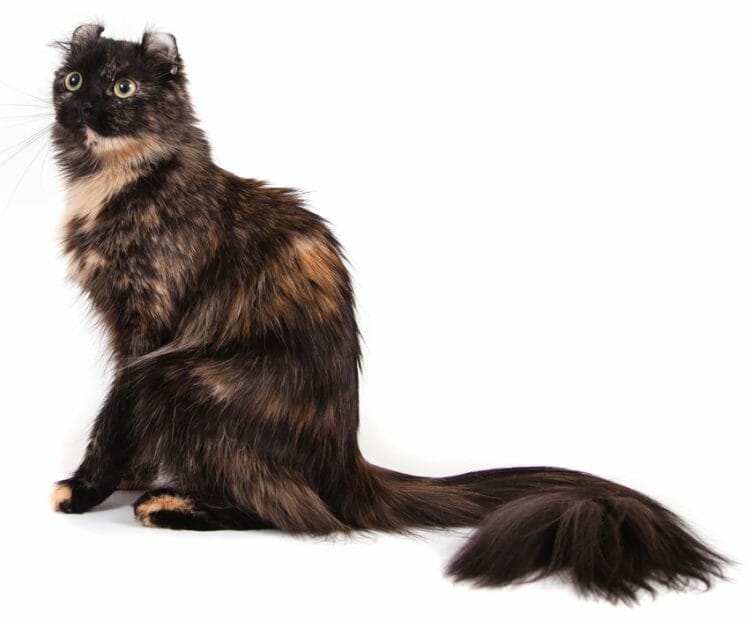 american curl cat breeds - american curls cat