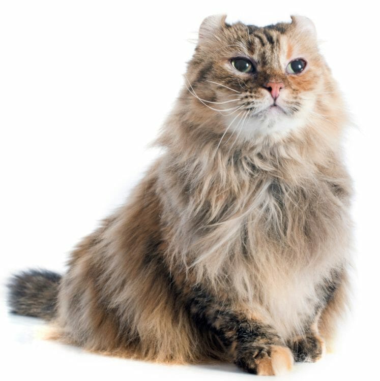 american curl cats - cat breeds american curl