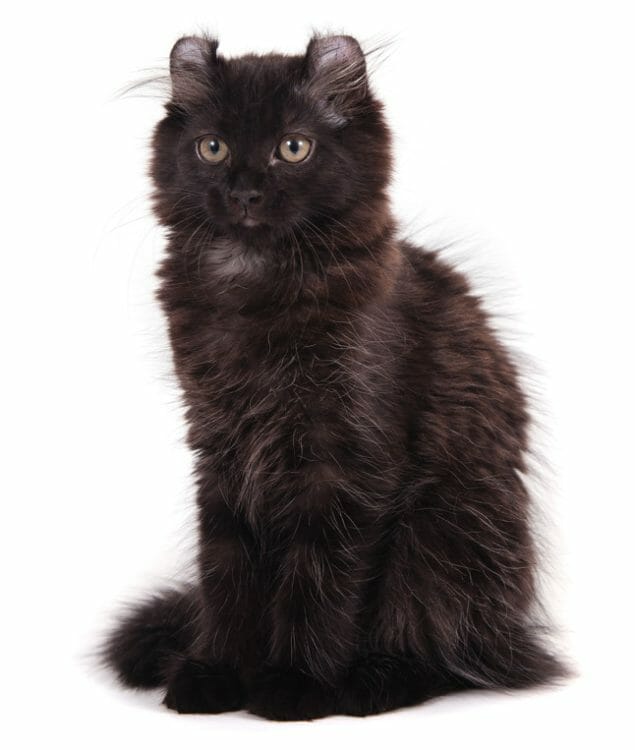 american curl kitten - american curl cat price