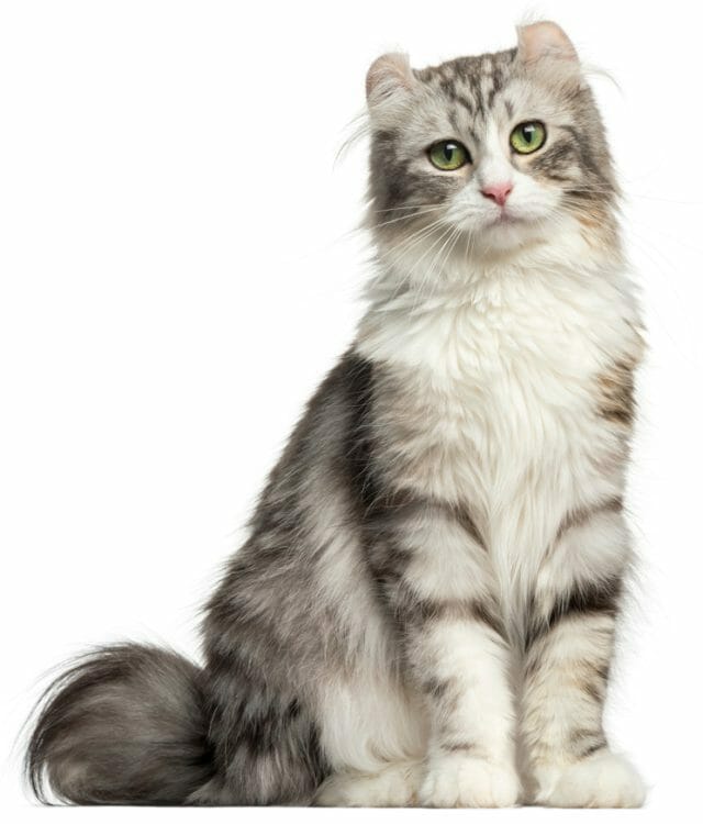 american curl price - american curl shorthair