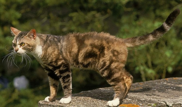 american wirehair kitten - black american wirehair