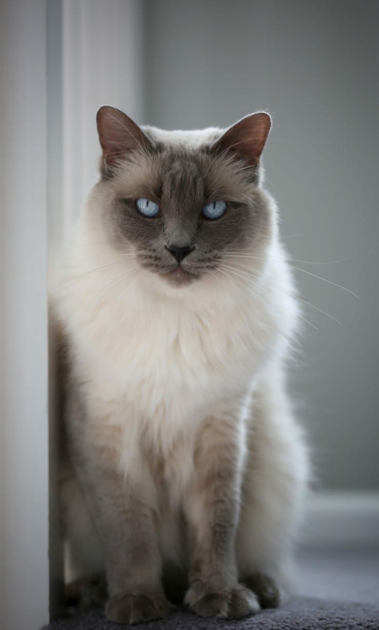 Balinese Cats - Hypoallergenic - Personality - Price - Adoption