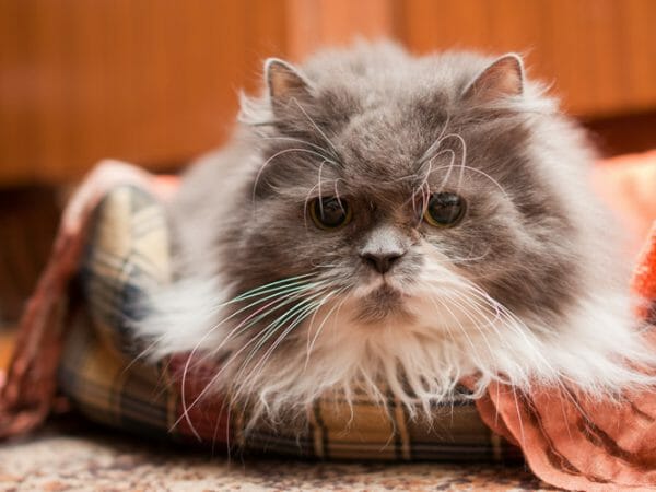 arthritis in cats - arthritis medicine for cats