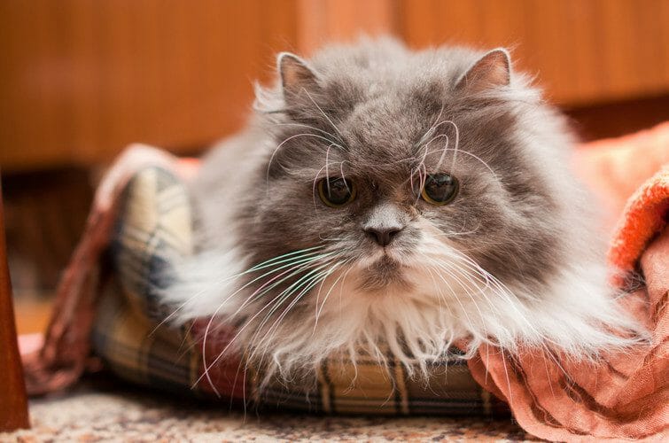arthritis in cats - arthritis medicine for cats