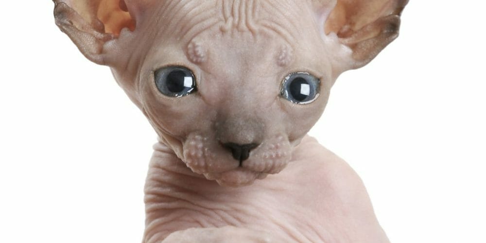 baby hairless kitten