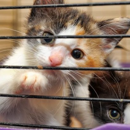 adopt kitten shelter