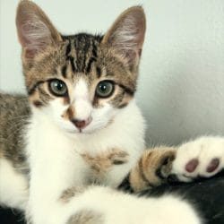 catcuddles cute cat contest winner milo amercian shorthair september 2023