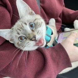 cute cat photo contest winner milo lynx point oct 22