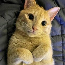 cute cat photo contest winner sushi ginger cat june 2023