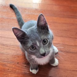 cute cat photo contest winner worf gray tuxedo feb 2022