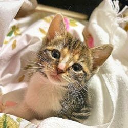luna calico cute cat winner may 2023