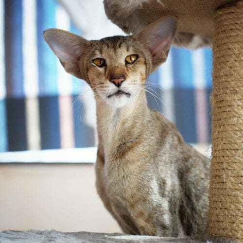 oriental shorthair - oriental shorthair cats