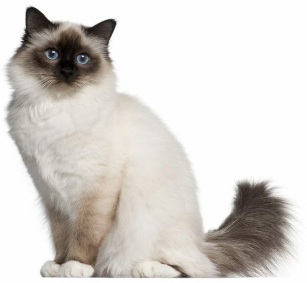 birman cat - birman cats