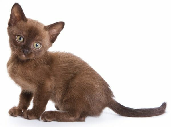 black burmese cat - blue burmese cat