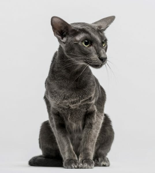 black oriental shorthair - oriental shorthair black