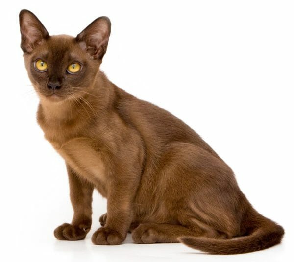 burmese cat breeds - burmese cat lifespan