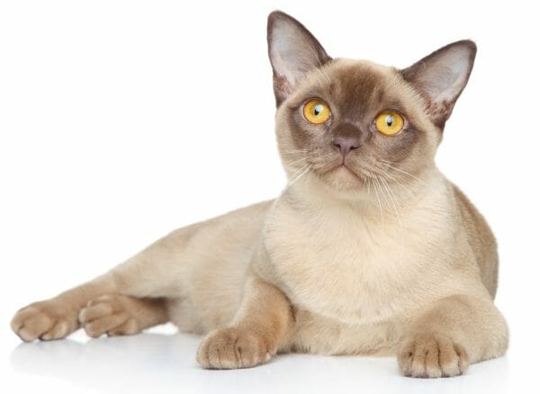 burmese cat personality - american burmese cat