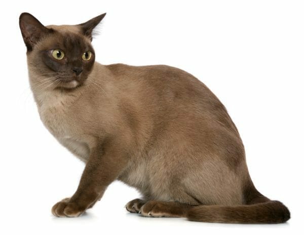 burmese cat price - siamese burmese cat