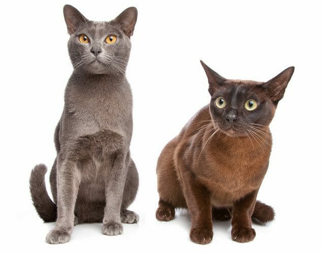 burmese cat - sable burmese cat