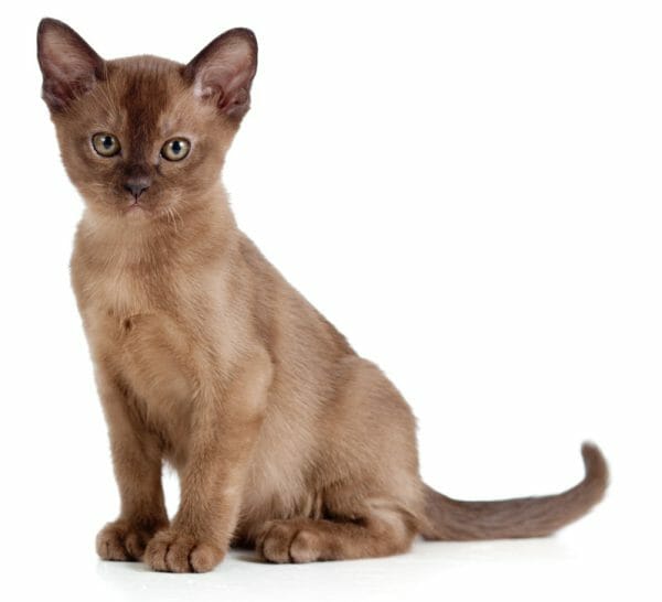 burmese cats - european burmese cat