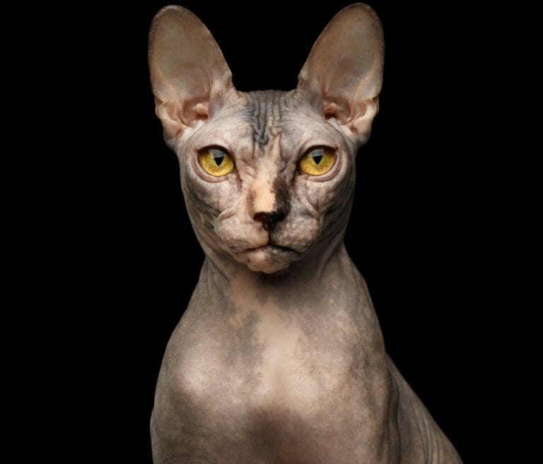 Hairless Cat Breeds - Hypoallergenic - Types of Hairless Cats - Sphynx