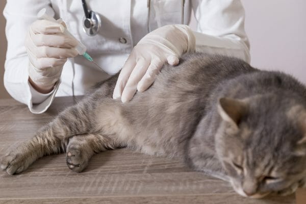 can cats get rabies - rabies shots for cats