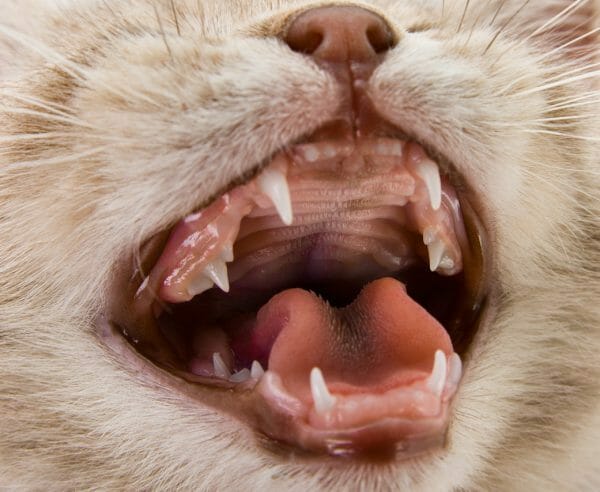 cat baby teeth - cat teeth cleaning cost