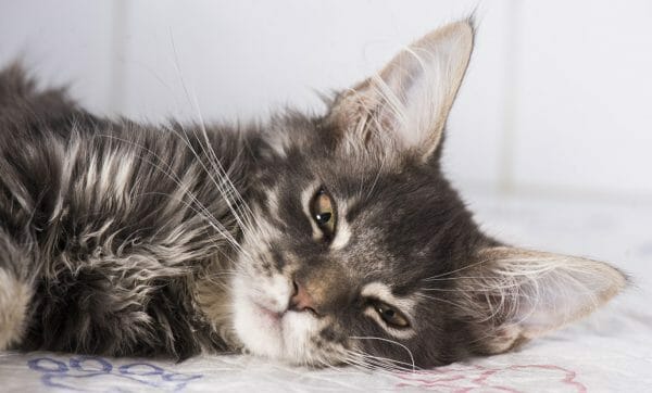 cat cancer symptoms - signs of cancer in cats