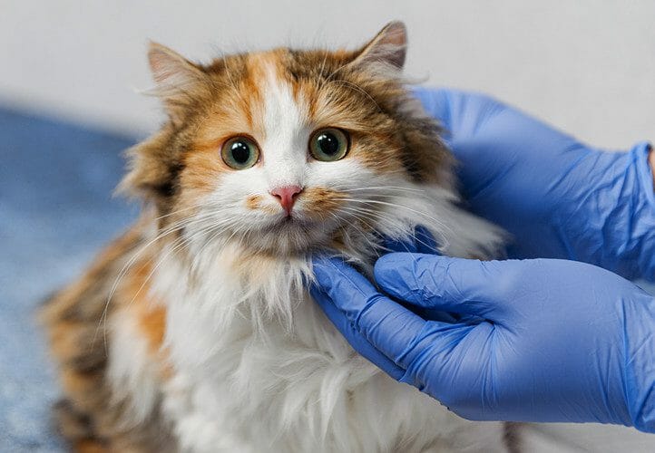 cat cancer - animal pain awareness month