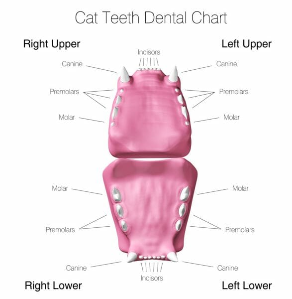 cat dental chart - do cats have baby teeth