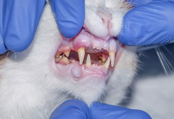 cat dental treats - cat dental care