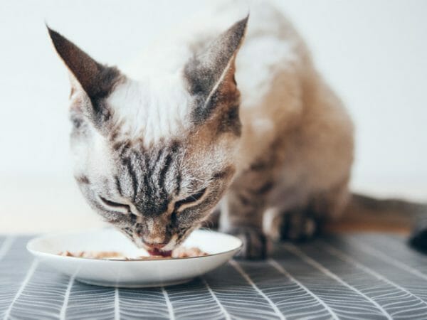 cat food allergies - cat food for cats with allergies