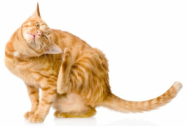 cat food allergy symptoms - purina cat allergy food