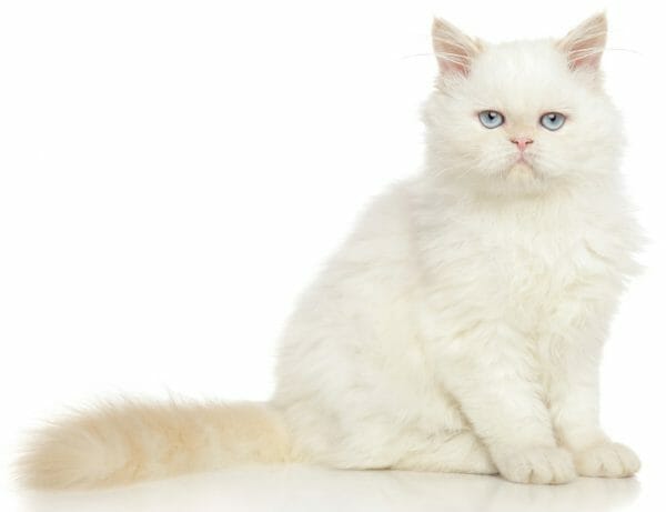 cat food for hyperthyroidism - hyperthyroidism in cats diet