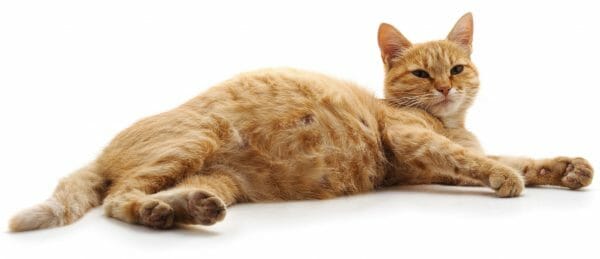 cat gestation period - gestation period for cats