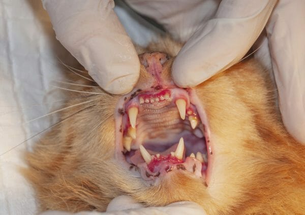cat gum disease - gum disease in cats pictures