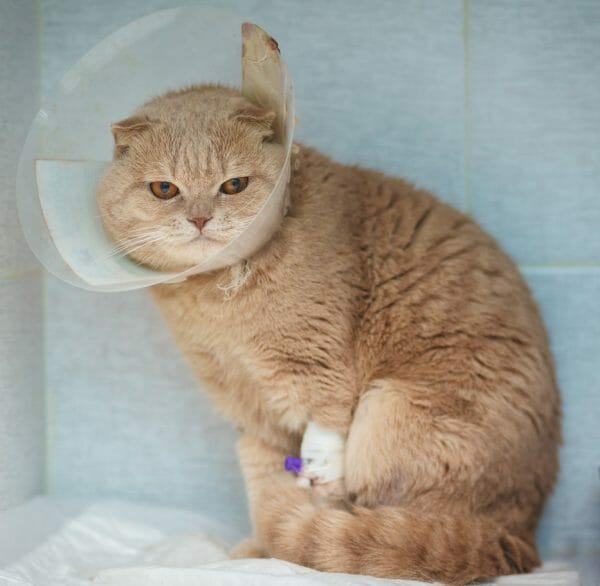 cat kidney disease - chronic kidney disease in cats