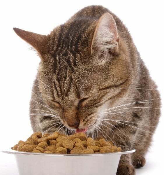 cat kidney disease stages - food for cats with kidney disease