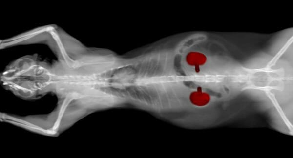 cat kidney lymphoma - kidney lymphoma in cats