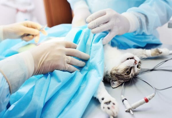 cat luxating patella surgery recovery - patella luxation in cats grades