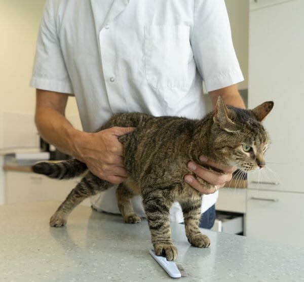 cat lymphoma - intestinal lymphoma in cats life expectancy