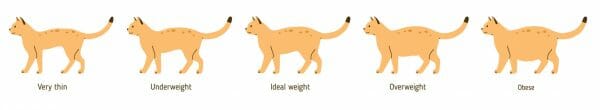 cat obesity chart - obese cat chart