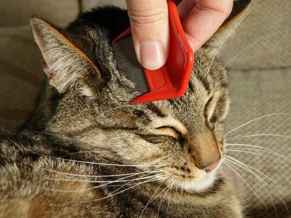 cat parasite - cat parasite treatment