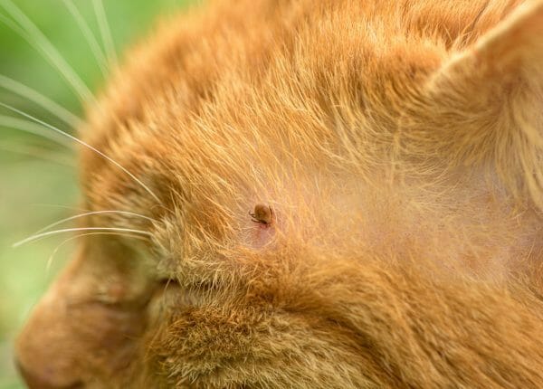 cat parasite human - blood parasites in cats